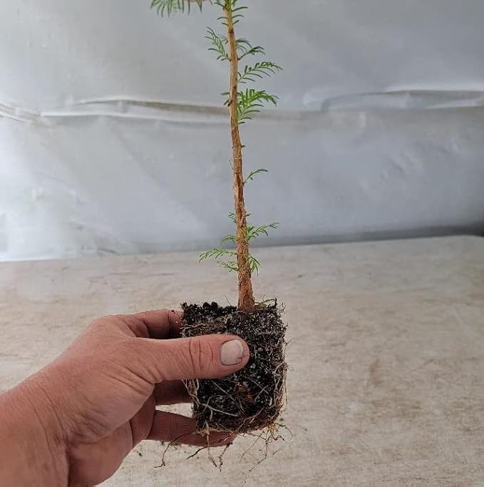(3) - Dawn Redwood Trees - Starter Plant (LG36) (3 Live Trees)