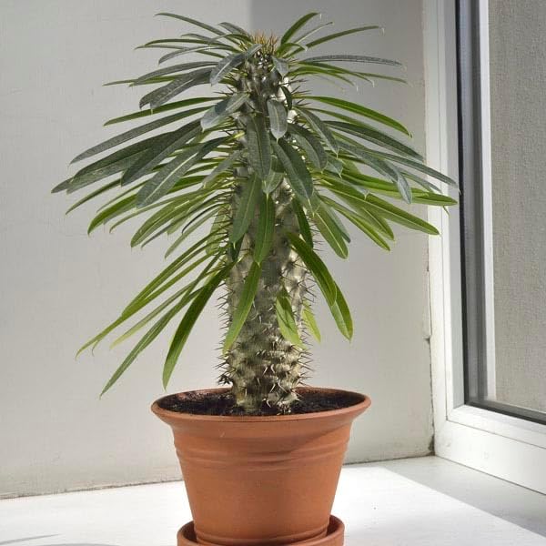 Madagascar Palm Plant Potting Soil - All-Natural Blend for Thriving Palms - Boosts Root Health and Distinctive Elegance - 10 Quart