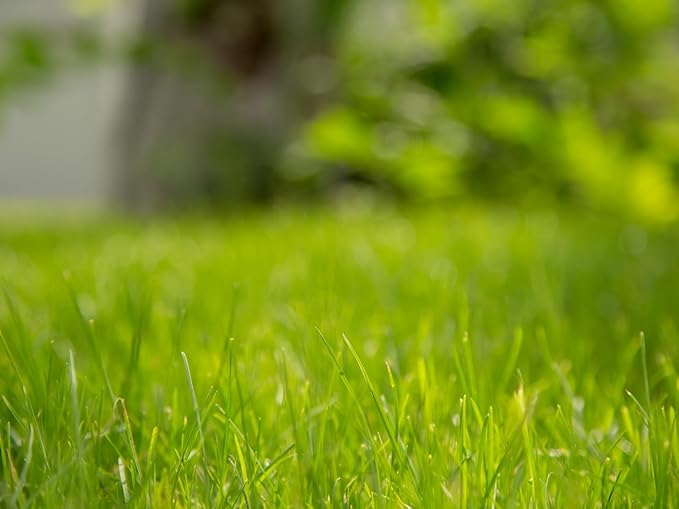 Brownie Brand Majestic Hulled Bermudagrass Seed | Premium Turf Grass for Dense, Drought-Resistant Lawns | Fast-Growing, Heat-Tolerant, Certified Seed for High-Traffic Areas. (10 Pound)