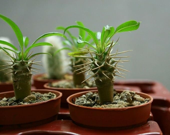 Madagascar Palm Plant Potting Soil - All-Natural Blend for Thriving Palms - Boosts Root Health and Distinctive Elegance - 10 Quart