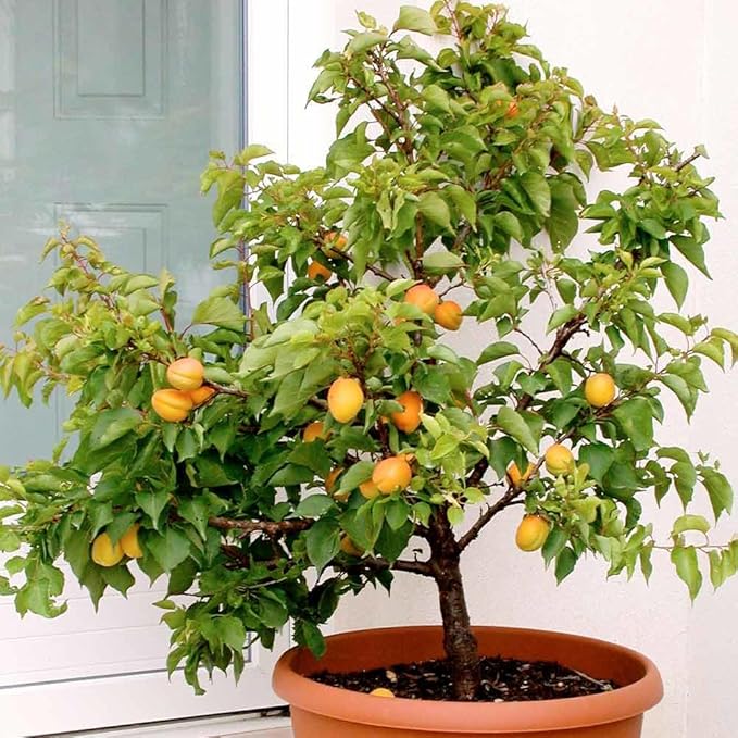 Premium Apricot Potting Soil Mix - Ideal Nutrient Blend for Growing Robust, Flavorful, and Bountiful Apricots - 2 Quart
