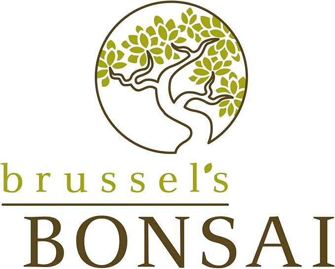 Brussel's Bonsai Live Ginseng Grafted Ficus Indoor Bonsai Tree - Small, 4 Years, 6 to 8 In - Live Bonsai Tree in Ceramic Bonsai Pot and Humidity Tray