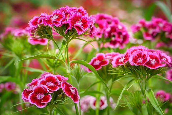 Set of 1000 Assorted Valley Green Flower Seed Packets! Flower Seeds in Bulk - 20+ Varieties Available! (1000)