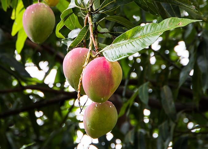 Mango Tree Potting Mix - Promote Strong Roots and Bountiful Yields with Our Premium Blend - 4 Quart