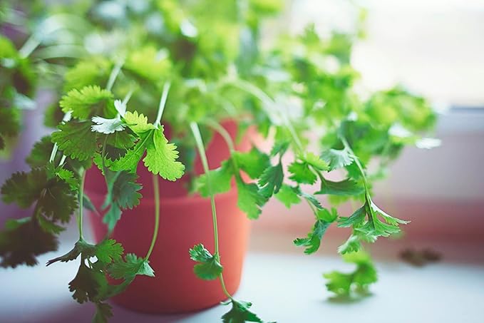 Cilantro Potting Mix - Promote Strong Roots and Culinary Excellence with Our Premium Blend - 4 Quart