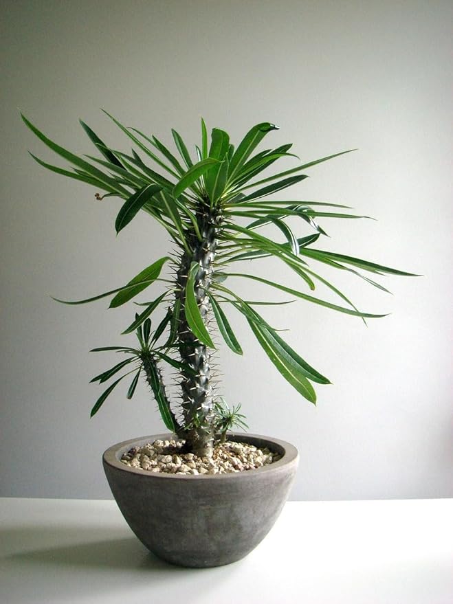 Madagascar Palm Plant Potting Soil - All-Natural Blend for Thriving Palms - Boosts Root Health and Distinctive Elegance - 10 Quart