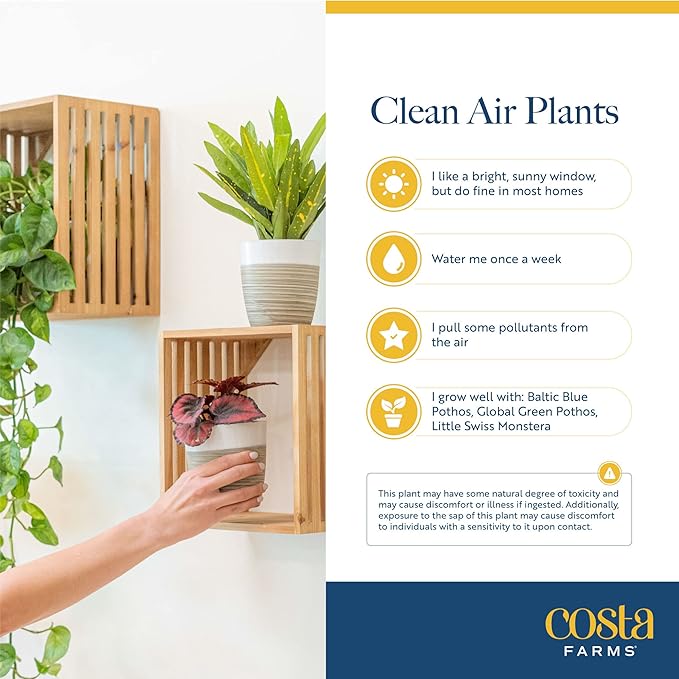 Costa Farms Live House Plants (6 Pack), Easy to Grow Live Indoor Houseplants, Grower's Choice Air Purifier Set, Potted in Indoors Garden Plant Pots, Potting Soil, Housewarming Gift, Home or Room Decor