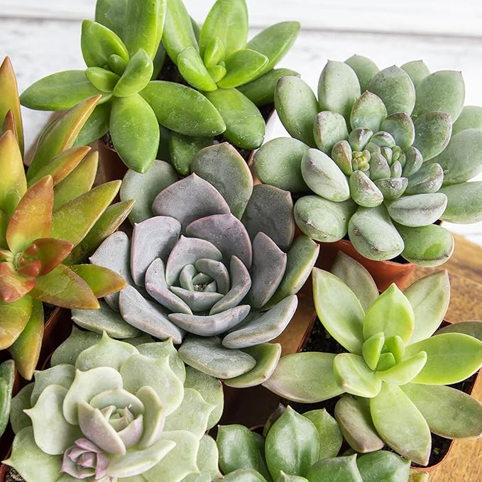 Altman Plants, Live Succulents Plants Live Houseplants (6PK), Succulents Live Plants Live House Plants Indoors Live, Live Cactus Plants Live Cacti Succulent Plants Live Indoor Plants Live Houseplants