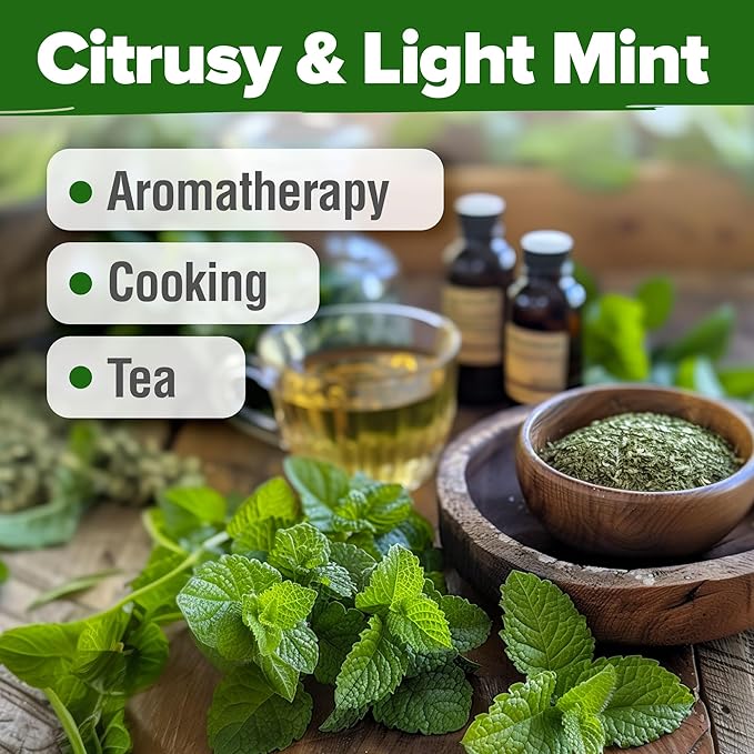 HOME GROWN Lemon Balm Seedsโ 806 ๐ก๐ข๐ก-๐๐ ๐ข Heirloom Seeds for Planting โ Melissa officinalis Herb for Tea, Garden, Indoor or Outdoor GrowingโPlant for Pots, Beds & Hydroponics(Melissa officinalis)