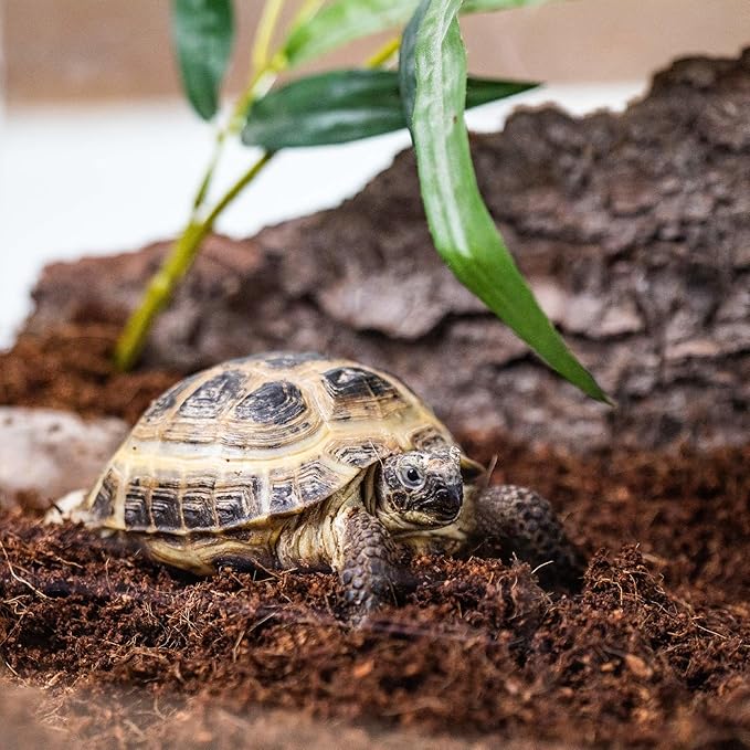 Terrarium Bedding - Superior Drainage, Nutrient Retention, and Water Retention for Thriving Terrarium Plants - 5 QUARTS