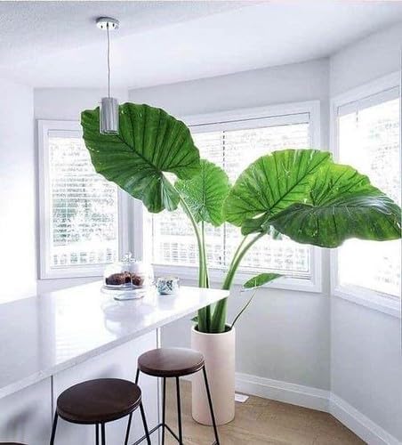 Premium Elephant Ear Plant Potting Mix - Expertly Crafted Blend for Optimal Alokasia Growth and Striking Foliage - 1 Quart