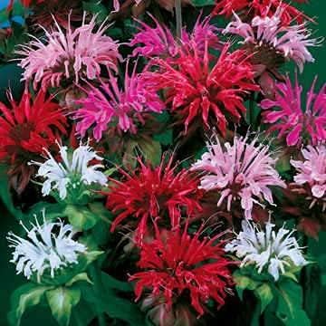 Park Seed Grow Your Own Vibrant Wildflower Garden Mixture, Perfect for Bees, Butterflies, and Hummingbirds, Panaroma Mix, 2 x Pack of 100