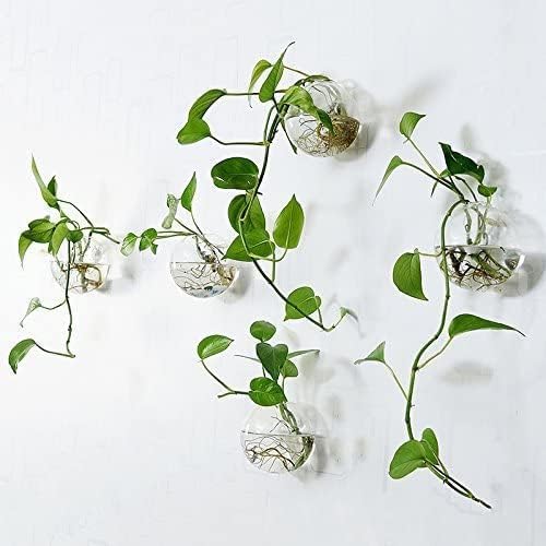 Pack of 6 Glass Planters Wall Hanging Planters Round Glass Plant Pots Hanging Air Plant Pots Flower Vase Air Plant Terrariums Wall Hanging Plant Container