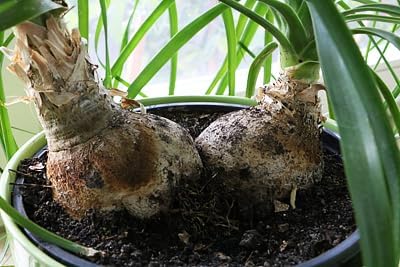Nolina Potting Mix - Unlock Robust Growth and Striking Structure with Our High-Performance Formula - 20 Quart