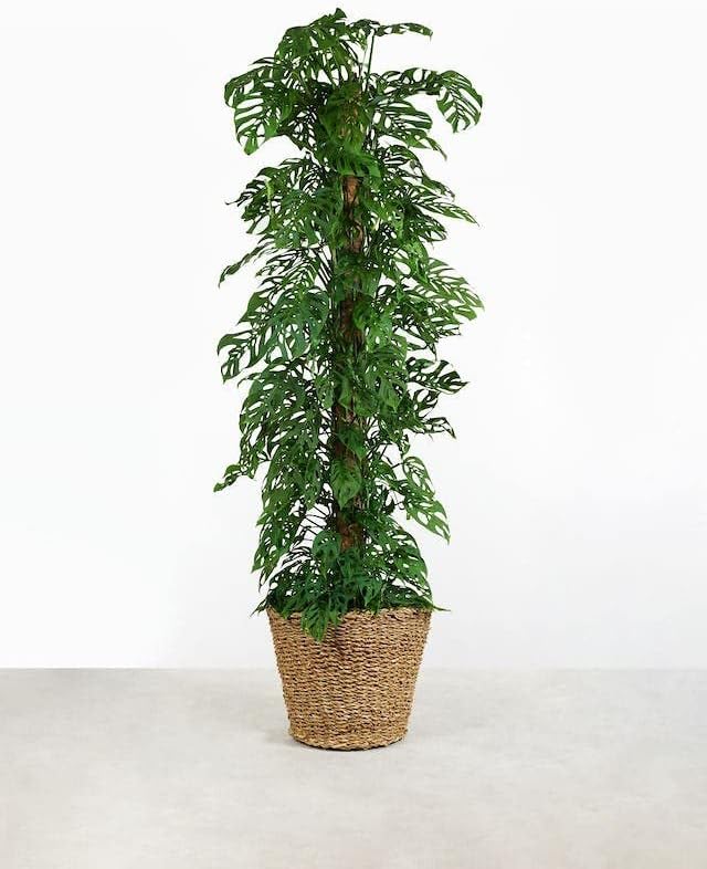 Monstera Adansonii Advanced Potting Blend: Boost Aeration, Drainage & Nutrient Absorption - 4 Quart