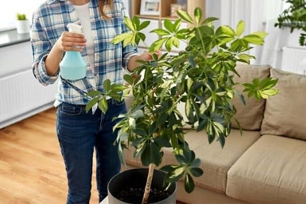 Umbrella Plant Premium Potting Mix - Nourish Your Plants with Nature's Finest Ingredients - 1 Quart
