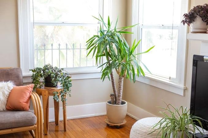 Palm Tree Potting Mix - The Ultimate Soil for Strong and Healthy Palms - Top Choice for Palm Tree Growers [10 Quart Bag]