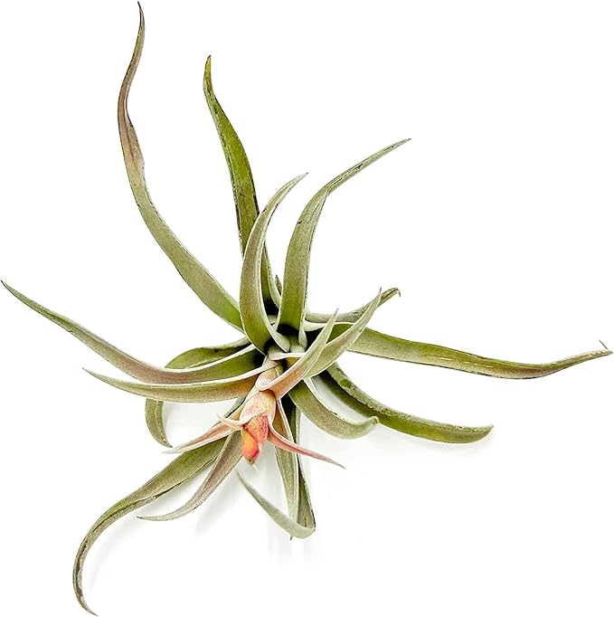 Air Plants - Flowering Tillandsia Harrisii, Large 3-5" - 3ct - Live Arrival Guaranteed - House Plants for Home Decor & Gift