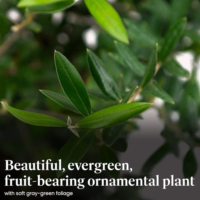 American Plant Exchange Live Olive Tree, Arbequina – Real Fruiting, Edible Indoor/Outdoor Houseplant – Large 10-Inch Pot, Perfect for Home, Office, Patio & Garden Décor