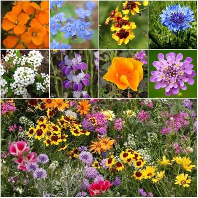 Seed Needs Low Growing Wildflower Flower Seeds for Planting | 10 Packs (1 Ounce Each) Mixture/Blend 17 Varieties | Resealable Package Multicolored Blooms Open Pollinated Mixed Species | Bulk