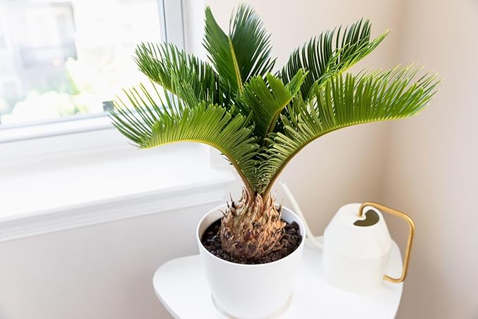 SOGO Palm Plant Potting Soil - All-Natural Blend for Thriving SOGO Palm Plants - Boosts Root Health and Distinctive Form - 10 Quart