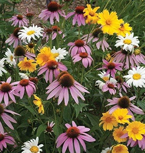 Non GMO Bulk All Perennial Wildflower Seed Mix (10 Lbs)