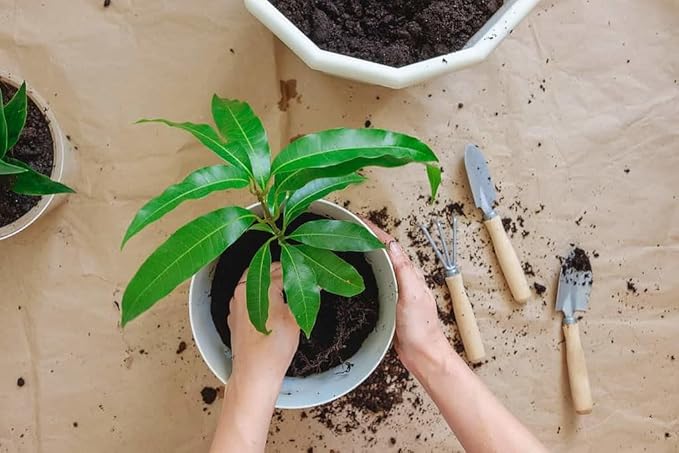 Mango Tree Potting Soil - Enhance Fruiting and Health with Professional Grade Nutrient-Rich Mix - 3 Quart