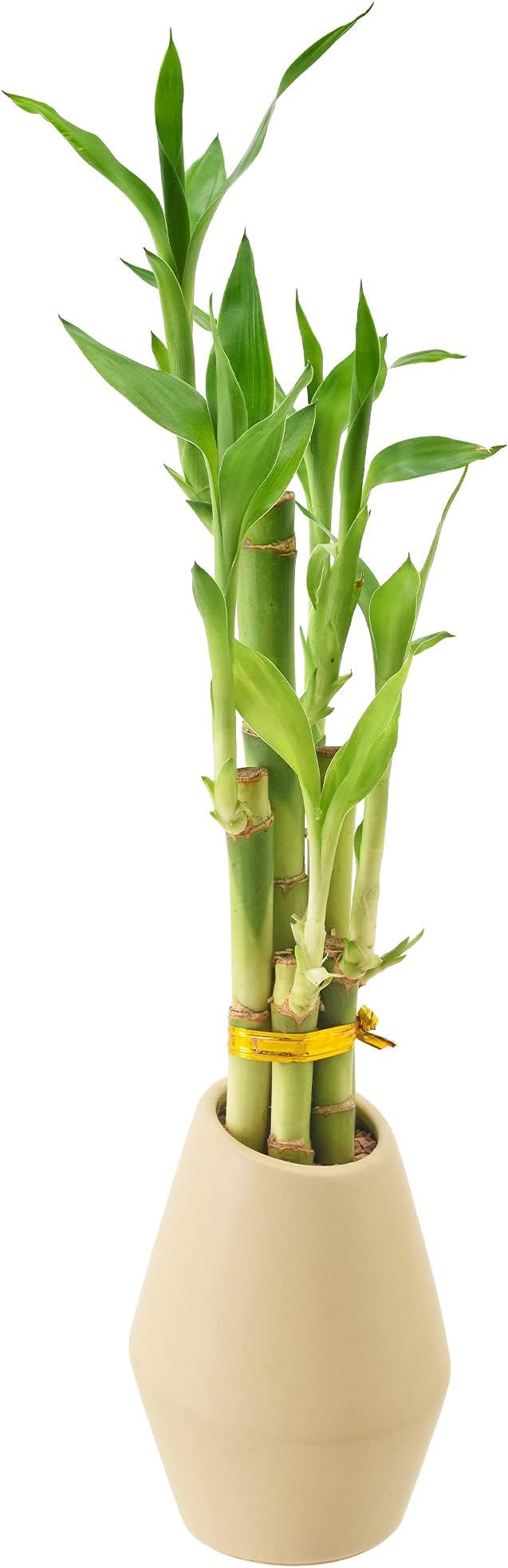 Arcadia Garden Products 5-Stem Lucky Bamboo, Live Indoor Plant in Dimension II Ceramic Planter for Home, Work, or Gift, Tan ***Cannot Ship to Hawaii***