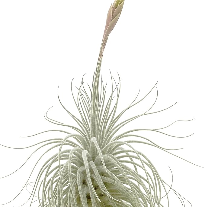 Live air Plant - Tillandsia Tectorum Air Plant 4-6" – 5ct – Unique Shape with Silvery Fuzz – Low Maintenance Houseplant – Perfect for Decor, Terrariums, Gifts - Live Arrival Guaranteed