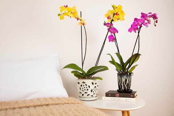 rePotme 5 inch Orchid Pot - Floral Cutout Ceramic Orchid Pot with Holes (White Diamond) - Includes 5 inch Slotted Pot Liner