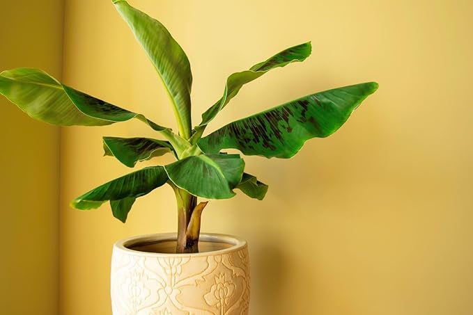 Organic Banana Tree Soil Mix - Specially Designed for Thriving Banana Plants - Nutrient-Rich Blend for Healthy Root Development and Lush Foliage (2 Quart)