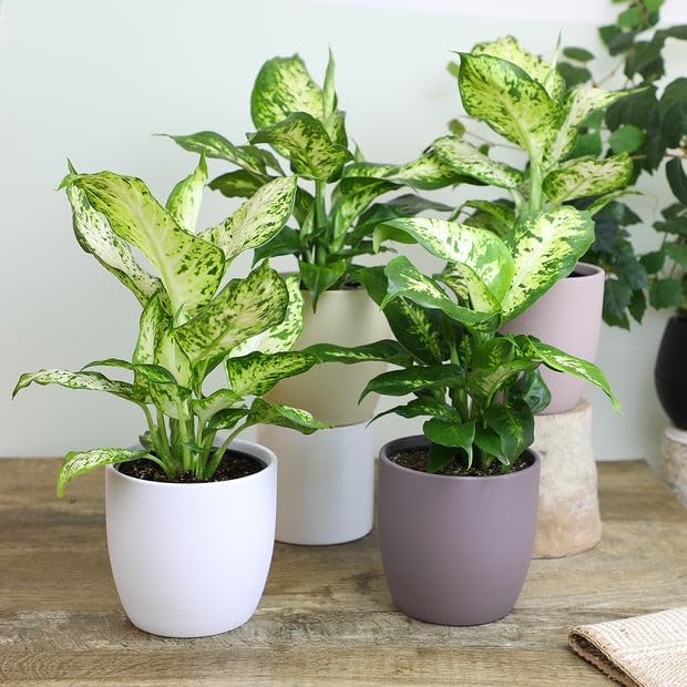 Premium DIEFFENBACHIA Potting Soil Mix - Ideal for Growing Robust and Healthy Dieffenbachia - 4 Quart