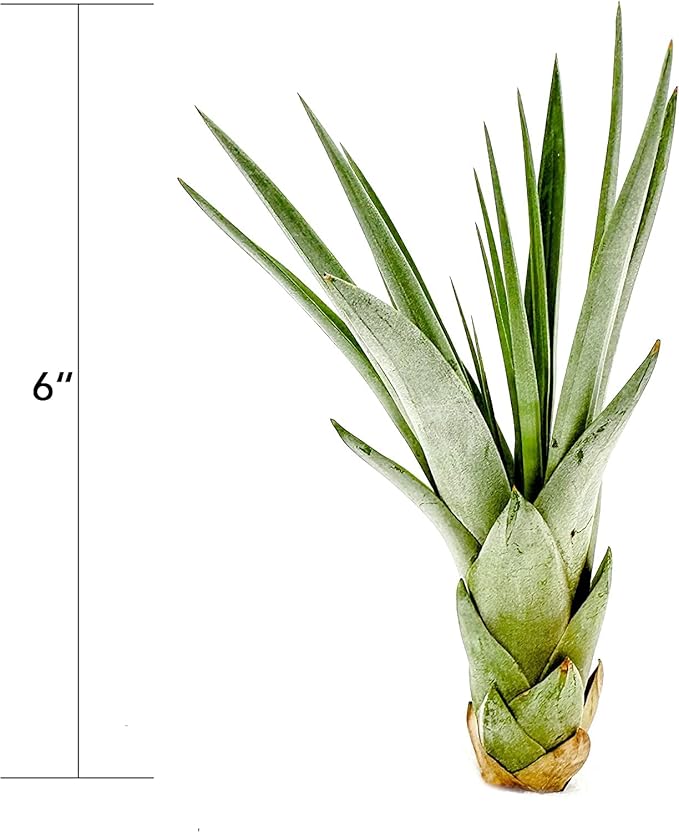 Air Plants - Tillandsia Fasciculata Tricolor, Large 4-6" - 2ct - Live Arrival Guaranteed - House Plants for Home Decor & Gift