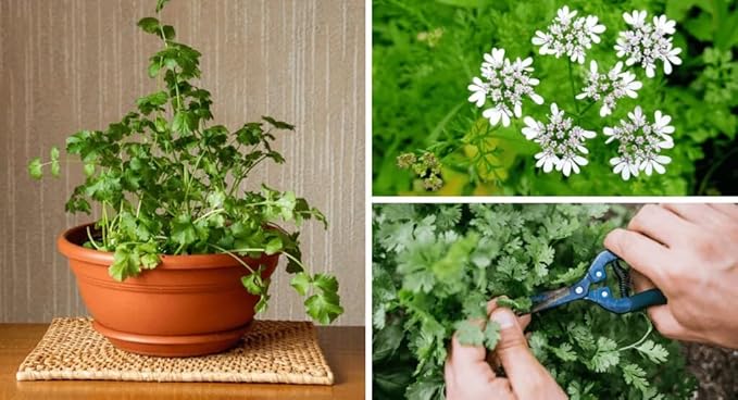 Premium Cilantro Plant Potting Mix - Crafted for Vigorous Cilantro Growth and Intense Flavor - 1 Quart