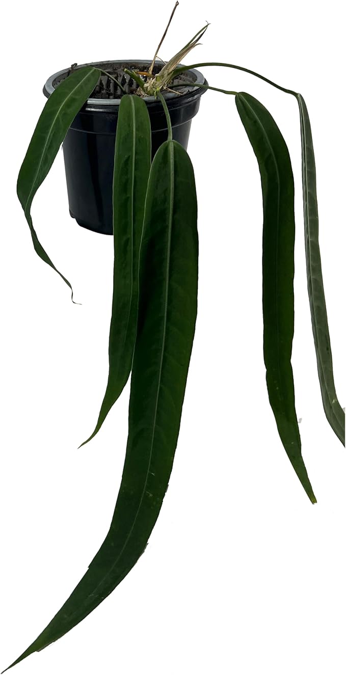 LEAL PLANTS ECUADOR Anthurium Pallidiflorum Live Plants| Green Live House Plant for Indoors|Rare and Exotic Indoor Plants for Living Room|Anthuriums Live Plants |Pallidiflorum Live Heart Plant