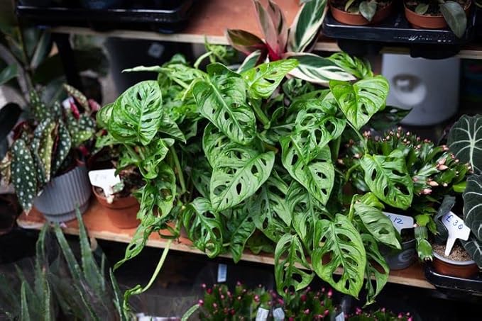 Premium Swiss Cheese Plant Potting Mix - Monstera Deliciosa Blend for Optimal Nutrients and Drainage for Healthy Growth - 3 Quart