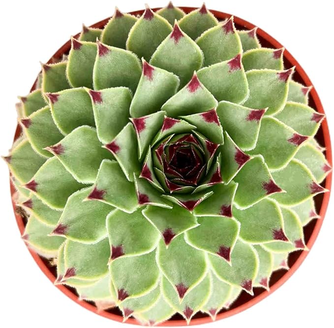4-inch Succulent Sempervivum calcareum, Live Succulents Plants Fully Rooted in Pots with Soil, Easy-Care House Plants for DIY, Home Office Decoration