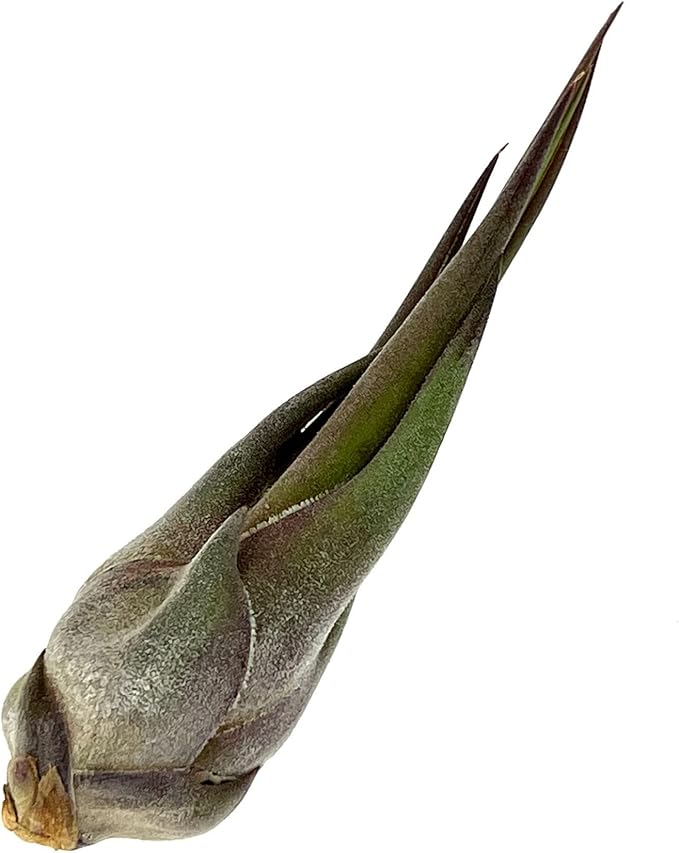 Air Plants - Tillandsia Seleriana, Large 4-6" - 2ct - Live Arrival Guaranteed - House Plants for Home Decor & Gift