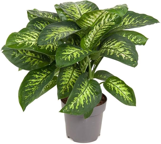 Premium DIEFFENBACHIA Potting Soil Mix - Ideal for Growing Robust and Healthy Dieffenbachia - 20 Quart
