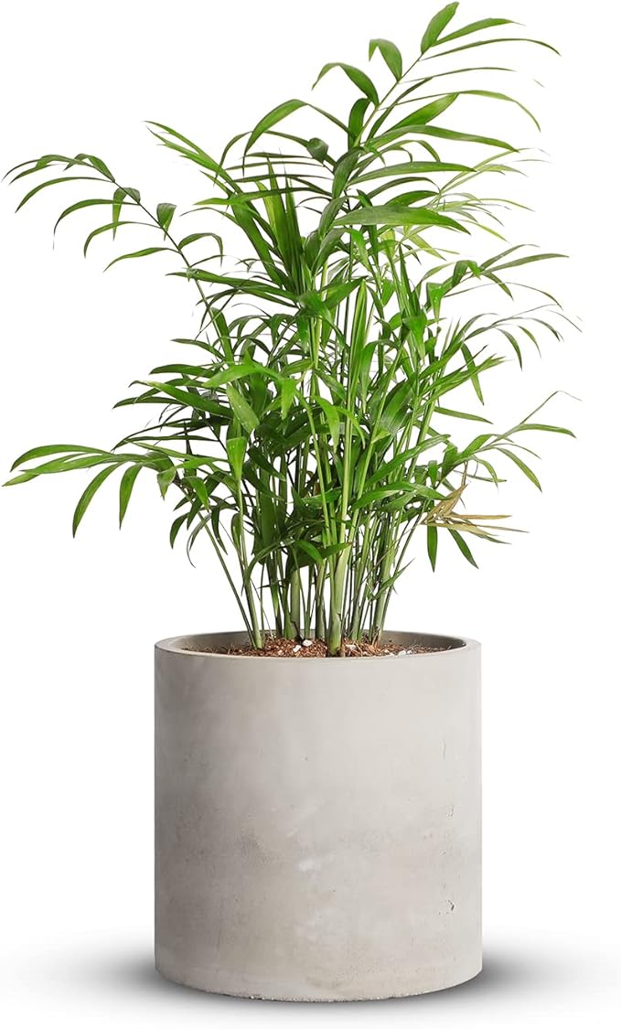 Mozing Cement Plant Pots Indoor - 5.9 inch Concrete Planter Pot for Planting - Modern Stone Clay Flower Pot with Drainage Hole for Garden, Home, Office Decor, Grey