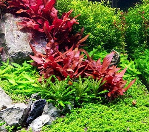 Alternanthera Reineckii Rosanervig Red Tissue Culture Cup Freshwater Live Aquarium Plants Decoration BUY2GET1FREE