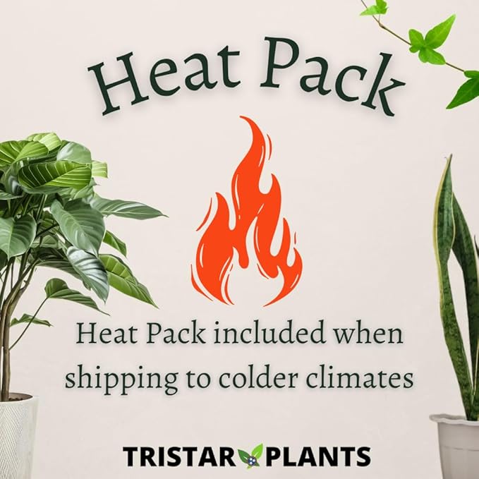 TriStar Plants - Thanksgiving Cactus - 4" inch Pot, Fasle Christmas Cactus, Easter Cactus, Holiday Plant, Winter Flowers, Christmas Plants, Winter Blooms (Caribbean Dancer)