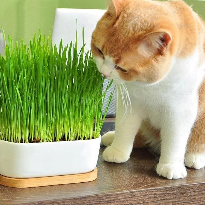 Cat Grass Planting Medium - Promote Healthy Digestion and Dental Health for Your Cat - 2 QUARTS