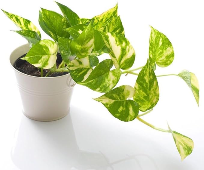 Epipremnum Potting Mix - Promote Strong Roots and Luxurious Leaves with Our Premium Blend - 4 Quart