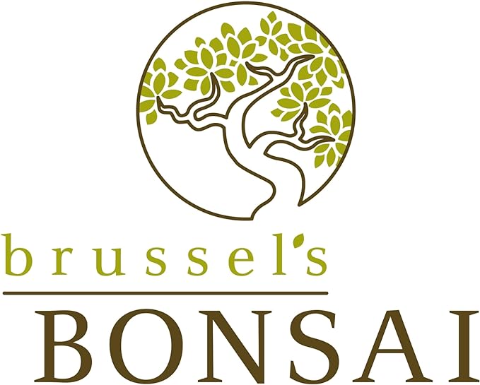 Brussel's Bonsai Live Golden Gate Ficus Indoor Bonsai Tree - Small, 4 Years, 5 to 8 In - Live Bonsai Tree in Ceramic Bonsai Pot