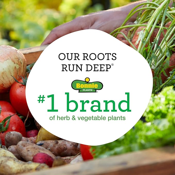 Bonnie Plants Strawberry, Live Plant, 19.3 oz. (4-Pack)