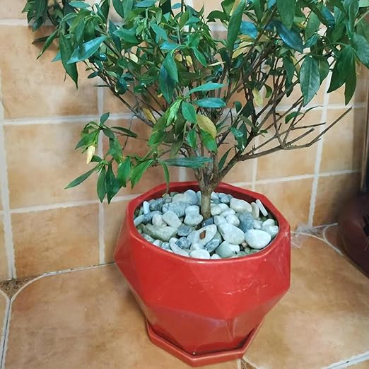 10LB Succulent Jade Pebbles for Landscaping, 3/8 Inch Natural Decorative Polished Stones, River Rocks for Landscaping, Vase, Flowerpot Decoration, Indoor Decoration and Garden Decoration