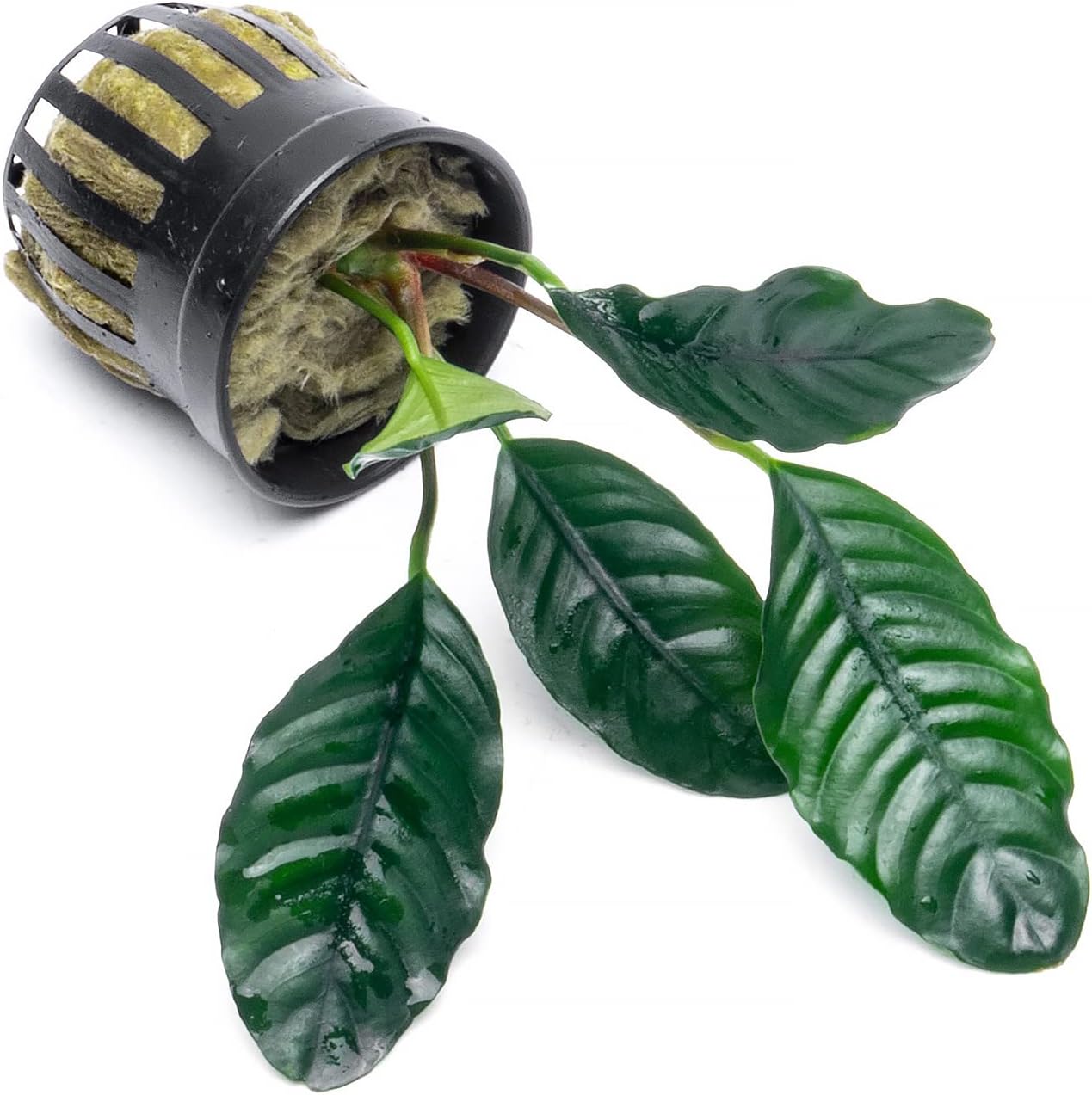 Anubias Live Aquarium Plants - Potted Freshwater Plant for Fish Tanks, Terrariums - Beginner Friendly Low Light (Barteri Coffeefolia, 1 Pot)