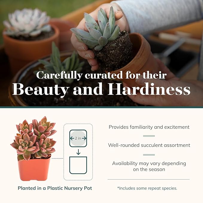 Shop Succulents Assorted Succulent Plant Pack Bulk Collection - Live Mini Succulent Plants, Low Maintenance, Mixture of Colors & Textures - Wedding and Party Favors, Gift & Garden, Pack of 20