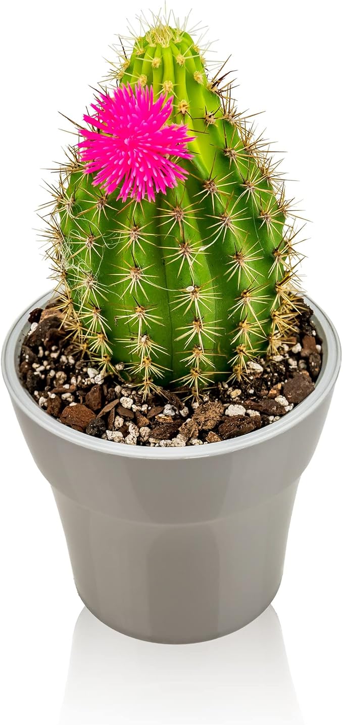 Professional Succulent Soil Premium All Purpose Blend | Pre-Mixed Ready to Use for Cactus and Succulents | Sphagnum Peat Moss, Perlite, New Zealand Pine Bark - Made in USA - 5 Quart
